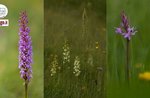 Die Orchideenwelt mit Asiago Guide Sonntag, 25. Juli 9:30 Uhr