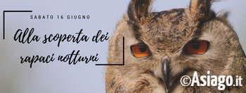 Rapaci notturni 16 giu Rapaci notturni 16 giu