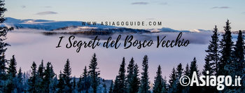 Segreti bosco Segreti bosco