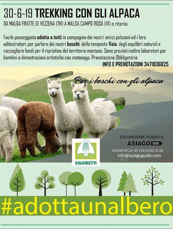 Trekking con gli alpaca adottaunalbero