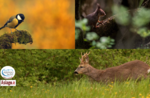 Emozioni al tramonto: incontri con la fauna - Sabato 30 aprile 2022 dalle 18.00