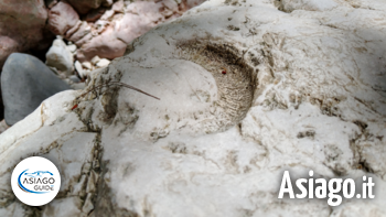 a caccia di fossili asiago guide