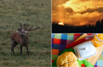 The roar of the Deer... sunrise and breakfast - Sunday 25 September 2022 from 6:30