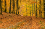 Col dei Remi: colori, suoni e profumi d'autunno - Domenica 9 ottobre 2022 dalle 9.30
