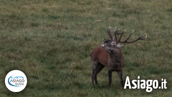 bramito asiago guide