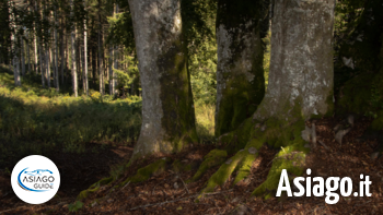 Gli ultimi alberi monumentali no logo