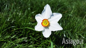 Narcissus poeticus 2205530