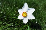 Narcissus poeticus 2205530