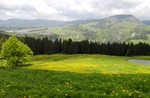 Emotions in Nature: the dandelion show in bloom - Sunday 15 May 2022 from 9.30 to 13.00