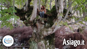 Storie di alberi e di uomini le puche no logo