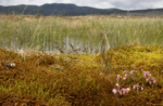Emotions in Nature: the peat bogs of Marcesina with lunch in Malga - Sunday 10 July 2022 from 9.30