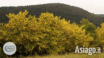 Tra i fiori di maggiociondolo 2