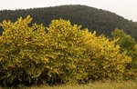 Escursione tra i fiori di Maggiociondolo - Venerdì 3 Giugno 2022 dalle 9:30 alle 13:00