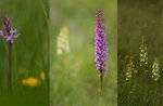 Emotionen in der Natur zwischen Höhen-Orchideen - Sonntag 26. Juni 2022 ab 9.30 Uhr