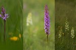 Emotions in Nature among high altitude orchids - Sunday 26 June 2022 from 9.30 am