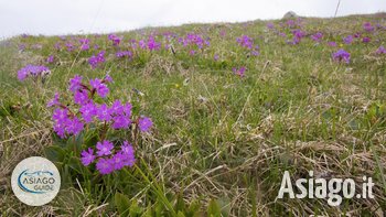 Tra primule e genziane in alta quota