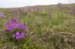 Between primroses and gentians at high altitude - Sunday 12 June 2022 from 9.30 am