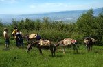 Donkeys and sleeping bag... 2 days between woods and huts on 22/23 August 2022