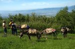 Asini e sacco a pelo... 2 giorni tra boschi e malghe il 8/9 Agosto 2022