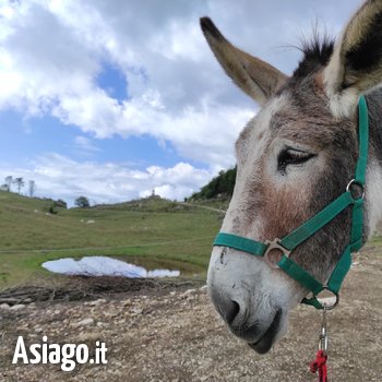 Malga Paù. A passo d'asino tra boschi e alpeggi - 29 luglio 2022