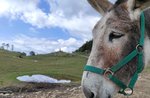 Malga Paù. A donkey's pace through woods and mountain pastures - 20 August 2022