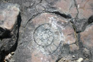 Ammonite su Roccia