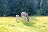 Donkeys Beweidung auf dem Monte Corno
