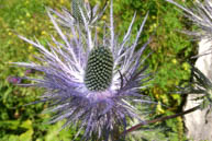 Fiore nel Percorso