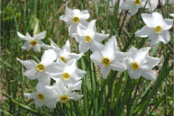 Daffodils at Monte Corno