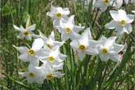 Narcisi al Monte Corno