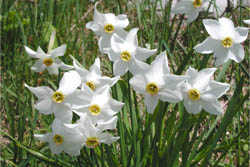 Fiori di Narciso nel percorso al Monte Corno