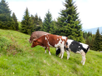 Cows in the pastures