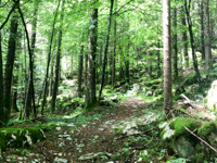 Trail in the Woods