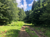 Forest road in the woods