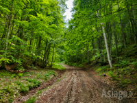 La Strada nel Bosco