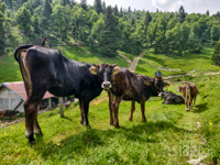 Simpatici Incontri Durante il Cammino