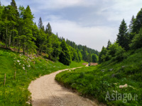 Wir setzen die Reise durch den Wald fort