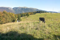 Cima col del Rosso Animali in Pascolo