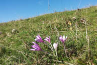 Blumen am Rand der Daumen Weg