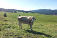 Cow Pasture