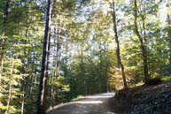 Forest trail