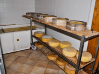 Cheeses in Salting and Seasoning Malga Plain of Granezza