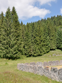 Aufbruchweg der Partisanen im Wald