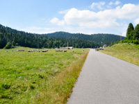 The cows grazing of the Malga Plain of Granezza