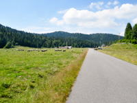 Le mucche al pascolo della Malga Pian di Granezza