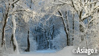 Neve bosco