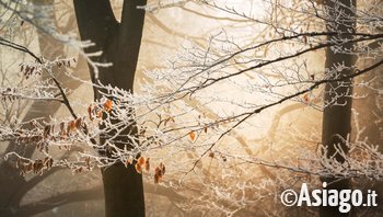 Neve bosco Neve bosco