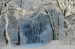 Family excursion with gamekeeper on asiago Plateau - 3 January 2020