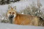 "I approach and do not see me" - Family excursion on the Asiago Plateau - 28 December 2019