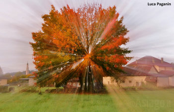 albero colorato d autunno winner paganin